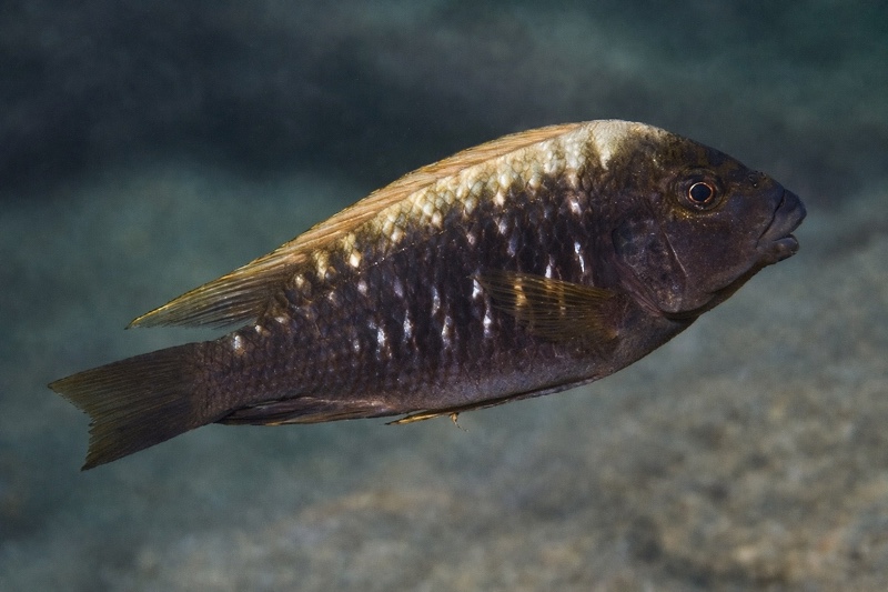 Petrochromis ephippium 'Karilani Island'